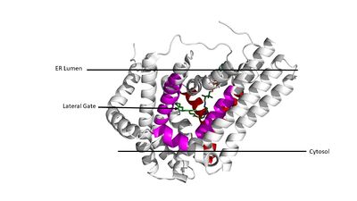 Figure 3. Shows the location of the lateral gate accessed via the ER lumen side of the membrane in pink, with the substrate acyl-CoA in the cytosolic tunnel (red) shown in the back.