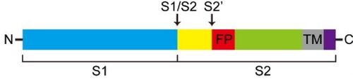 Schematic representation of the cleavage sites in TMPRSS2 protein structure.