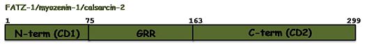 The sequence annotation of FATZ-1 shows the sequence conservation profile among the three isoforms