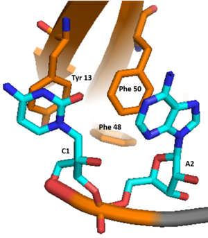 Figure 4: C1 and A2 interactions with the ligand