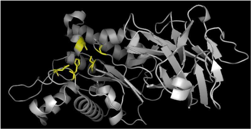 Image:Insilicosum2.png