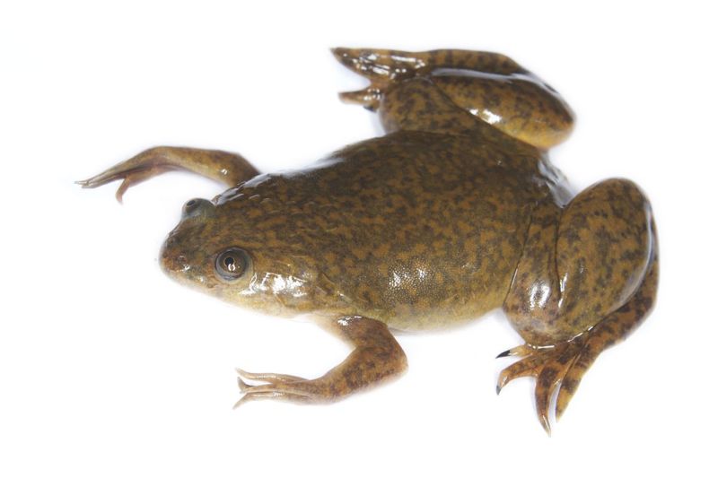 Image:1200px-Xenopus laevis 02.jpg