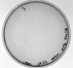 Figure 14. H196A mutation, transformed in DH5α.