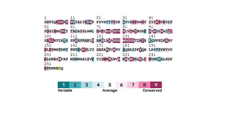 Image:Conserved amino acids.jpg