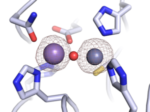 Figure 1: The Zn and Mn binding sites of Dbr1