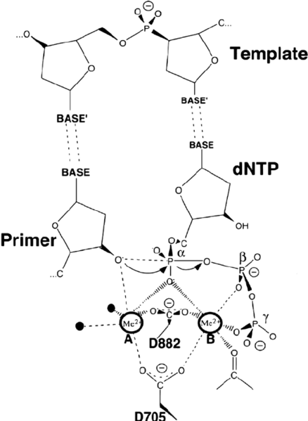 Image:Fig-S1-The-two-metal-ion-mechanism-of-DNA-polymerase-The-two-conserved-aspartates.png