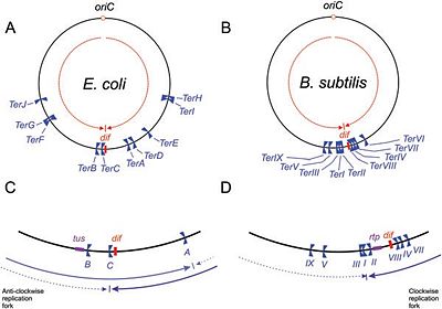 Schematic representation of Ter sites in B. subtilis and E. coli.