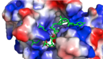 Figure 1:Positively charged cleft within HRP1 in which RNA binds