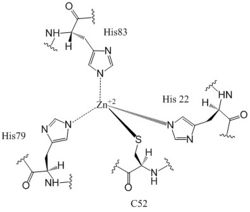 Figure 6: Zn+2 Coordination to amino acid residues. Three of the four 𝝰 helices of the CZB domains of DgcZ coordinate to the Zn+2 ion for binding.