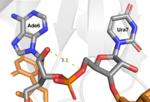 Figure 3:Ade6 donating a hydrogen to the 5'O of Ura7.