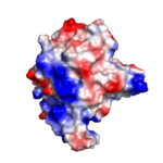Figure 1: Monomer of MGL created in PYMOL (PDB:3PE6), colored by surface electrostatic potential (blue as positive, red as negative).