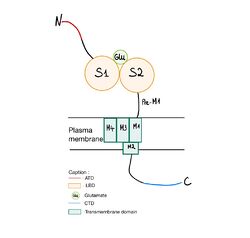 NR2A submit structure