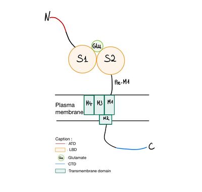 NR2A submit structure