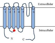 Schematic figure of the TRPV1 receptor