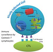 Proper viral antigen presentation on MHC-I. TAP (transporter associated with antigen presentation). Adapted from Kochar, P. (2012, January). Csa. Retrieved from http://www.csa.com/discoveryguides/cancer/review.php