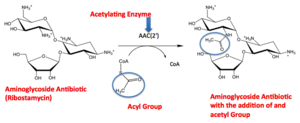 Hydrogen Bonding