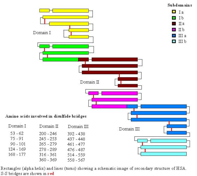 Image:HSA-disulfide bridges drawing.JPG