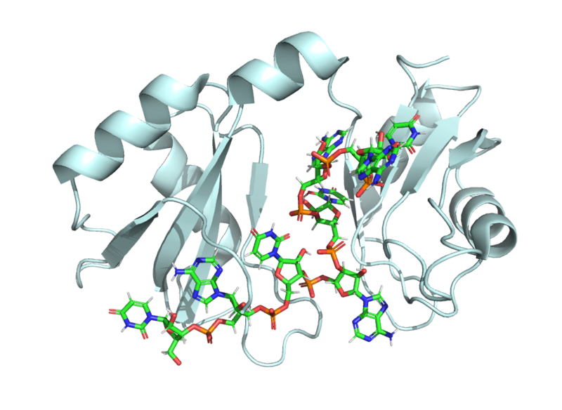 Image:Hrp1 structure cropped for protopedia.png