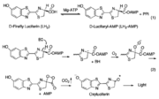The generally accepted mechanism of firefly bioluminescence. The first reaction involves the production of an luciferyl-adenylate intermediate (1). The second reaction involves oxidative decarboxylation that emits CO2 and results in bioluminescent properties.