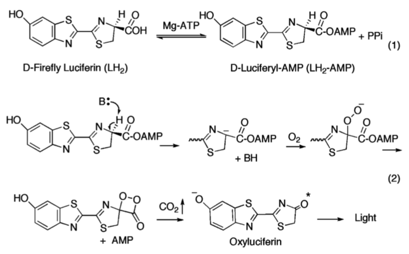 Image:Mechanism of Firefly Bioluminescence.png