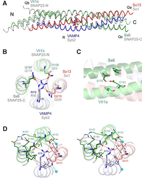 Image:Snare complex.jpg