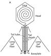 Schematic representation of bacteriophage T4