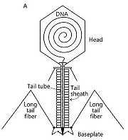 Schematic representation of bacteriophage T4 