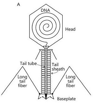 Schematic representation of bacteriophage T4
