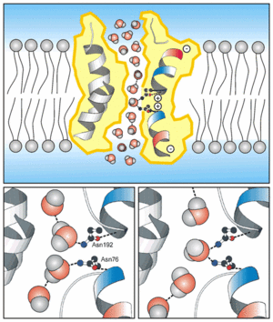 Water Orientation in AQP