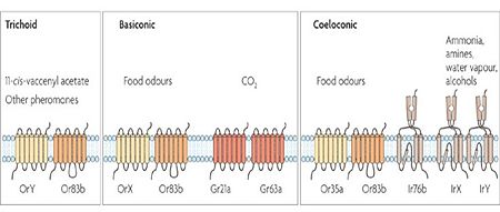 Figure 4: Types of insect receptors. Figure 1 from Kaupp (2010), used with permission of Prof. U. Benjamin Kaupp.