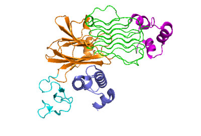 Figure 2: ALK-ALKAL complex, showing the conformation change of ALK from the binding of ALKAL.