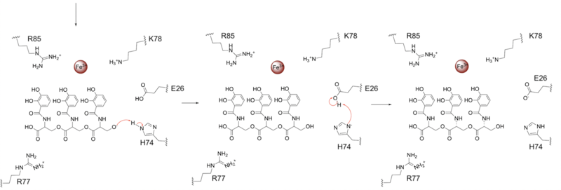 Figure 5. Release of iron and resetting the enzyme.