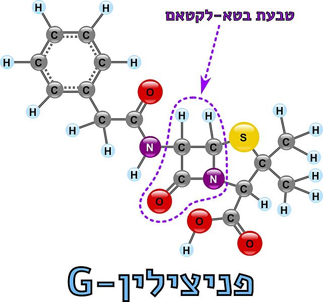 Image:בטא לקטאם.jpg