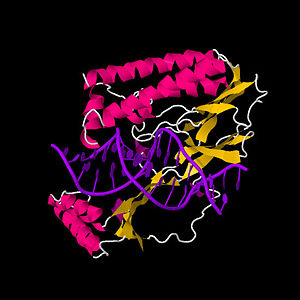 Tus-Ter complex