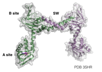 Regulatory Domain and Switch Helical Subdomain, residues 78-355, PDB 3SHR