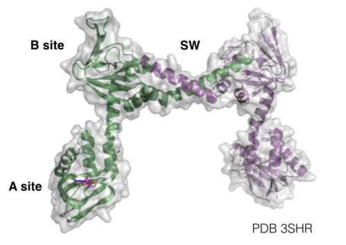 Regulatory Domain and Switch Helical Subdomain, residues 78-355, PDB 3SHR