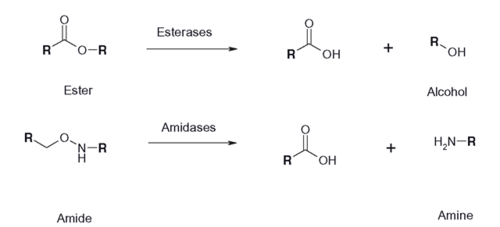 Figure 1: Esterase Reaction
