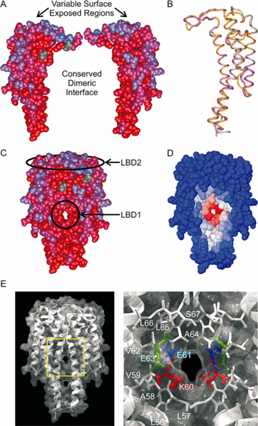 Image:Structure of ospC.gif