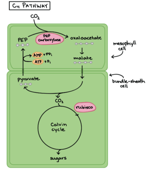 Figure 2 Diagrammatic representation of the C4 photosynthetic pathway as it occurs in plants of the NADP-malic enzyme (NADP-ME) subtype. Adapted from Sage et al. 2012.