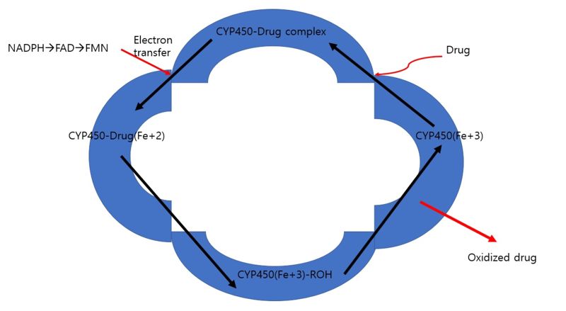 Image:Cytochrome P450 Cycle.jpg