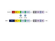 c-Abl/Bcr-Abl diagram: (a): c-Abl gene. The diagram includes N-terminal “cap”, SH3 domain, SH2 domain. It is myristoylated (b)Bcr-Abl fusion protein: is not myristoylated.