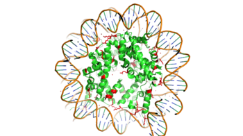 Figure 1. Nucleosome mad of the Histone core & DNA bound