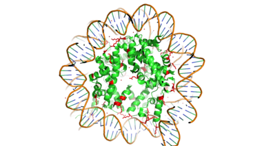 Figure 1. Nucleosome mad of the Histone core & DNA bound