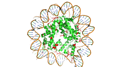 Figure 1. Nucleosome consisting of the Histone core & DNA bound