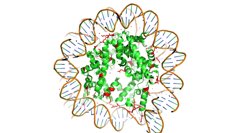 Image:Histone w DNA.png