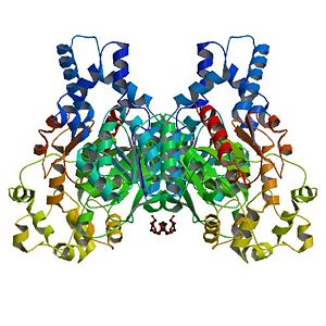 Human Soluble Epoxide Hydrolase: Biological assembly, 1s8o