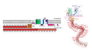 Figure 2. Monomeric representation of NOMPC. Left: two-dimensional schematic. Right: tertiary structure of NOMPC modelled with Cryo-EM data. (Source: Jin et al. Nature. 2017;547(7661):118-122. doi:10.1038/nature22981)