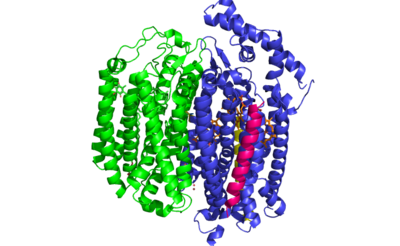 Figure 1: bd Oxidase Subunits.
