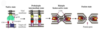Figure 2: Model of gp41 mediated fusion. Gp120 binding exposes N-terminal (NHR) containing the fusion protein (fp), which then extends into target cell. Gp41 undergoes conformational changes that leads to fusion of the membranes. [Figure from (Yu et al., 1999)]