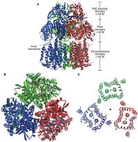 Figure 2. Structure of AcrB. a) Side view of the ribbon representation. The three monomers are individually coloured (blue, green and red), b) Top view of a ribbon representation, c) Structure within a slab of the transmembrane domain parallel to the membrane plane near the periplasmic surface.